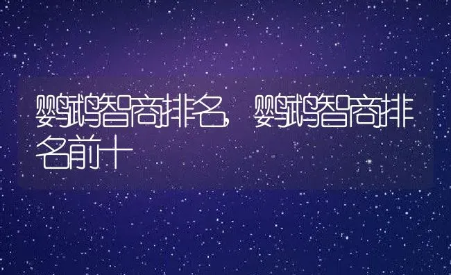 鹦鹉智商排名,鹦鹉智商排名前十 | 养殖科普