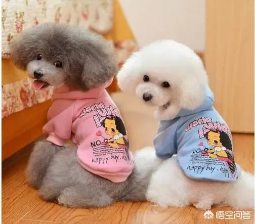 泰迪狗有几个品种,泰迪犬是什么品种？