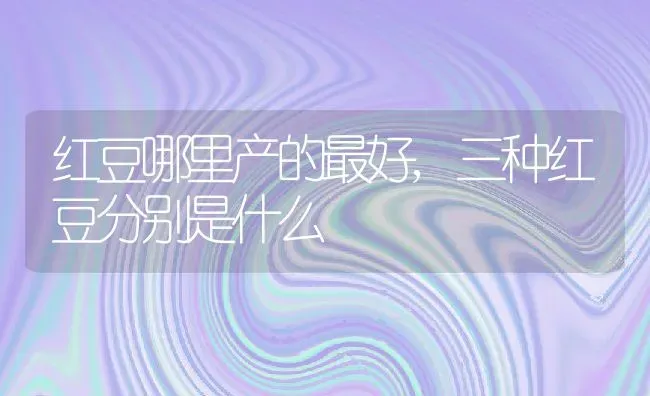 红豆哪里产的最好,三种红豆分别是什么 | 养殖学堂