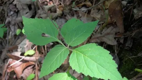 透骨草长什么样子图片大全,凤仙花根茎叶的样子？