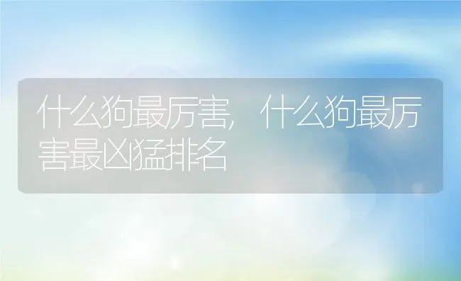 什么狗最厉害,什么狗最厉害最凶猛排名 | 养殖科普