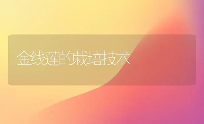 金线莲的栽培技术 | 养殖技术大全