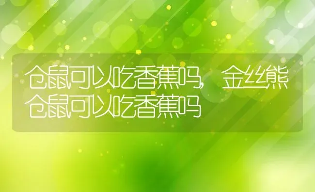 仓鼠可以吃香蕉吗,金丝熊仓鼠可以吃香蕉吗 | 养殖资料