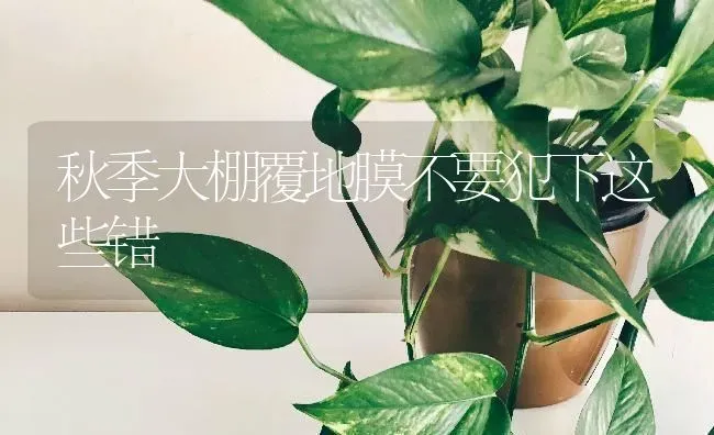 秋季大棚覆地膜不要犯下这些错 | 养殖技术大全