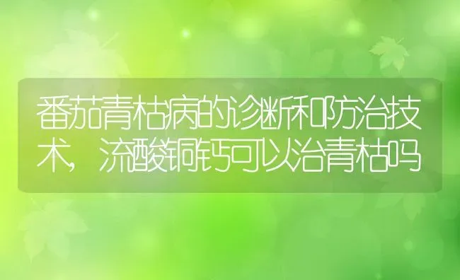 番茄青枯病的诊断和防治技术,流酸铜钙可以治青枯吗 | 养殖学堂