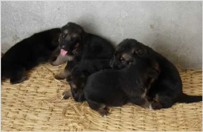 肉狗好养吗 养肉狗前要注意这些 | 生活妙招