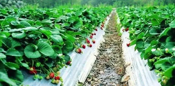 草莓种植技巧有哪些？施肥和浇水是关键 | 三农知识