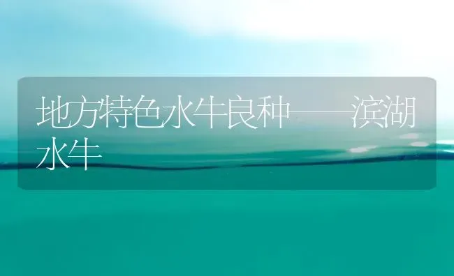 地方特色水牛良种——滨湖水牛 | 养殖知识