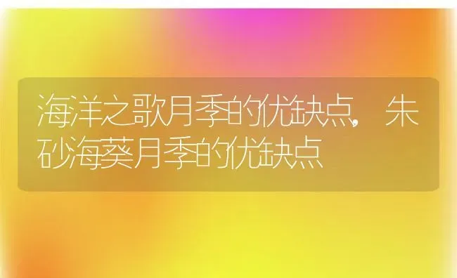 海洋之歌月季的优缺点,朱砂海葵月季的优缺点 | 养殖学堂