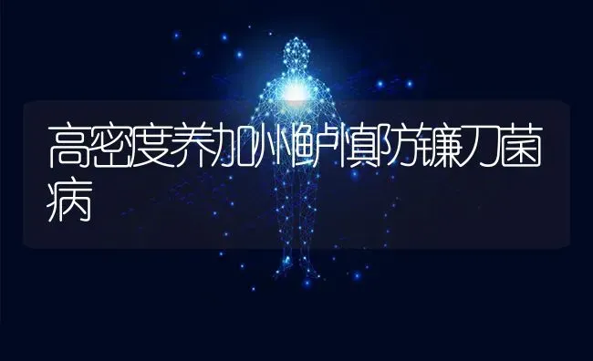 高密度养加州鲈慎防镰刀菌病 | 养殖知识