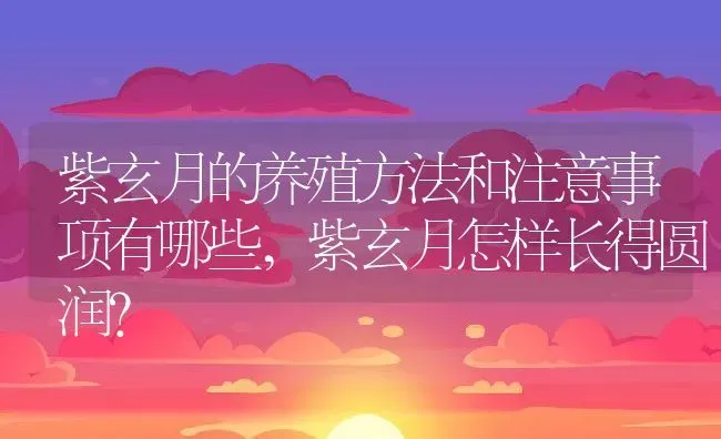 紫玄月的养殖方法和注意事项有哪些,紫玄月怎样长得圆润？ | 养殖科普