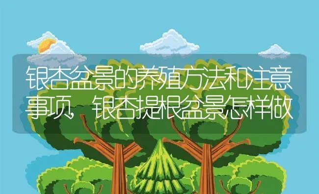 银杏盆景的养殖方法和注意事项,银杏提根盆景怎样做 | 养殖学堂