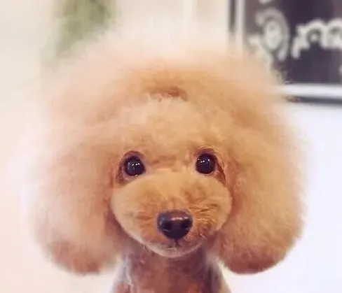 泰迪狗有几个品种,泰迪犬是什么品种？