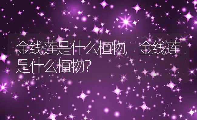 金线莲是什么植物,金线莲是什么植物？ | 养殖科普