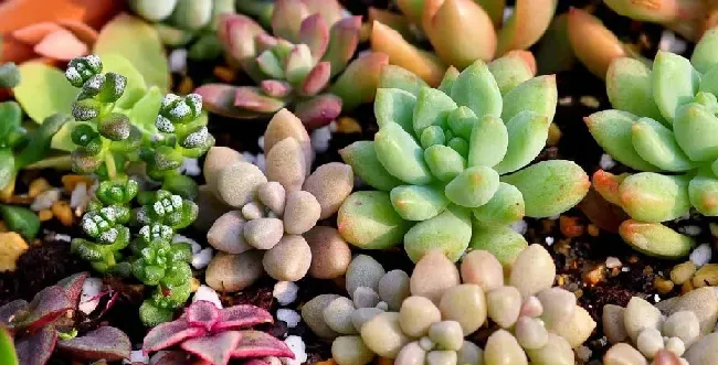 多肉虹之玉怎么繁殖,虹之玉的繁植方法？