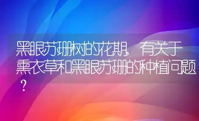 黑眼苏珊树的花期,有关于熏衣草和黑眼苏珊的种植问题? | 养殖科普