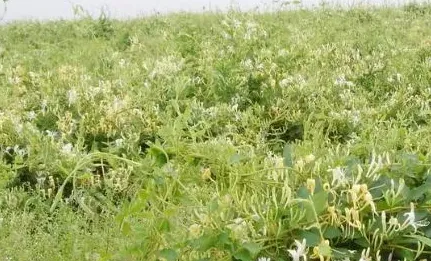 金银花苗什么时候种植,金银花茶种植方法和时间？