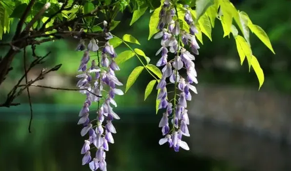 哪种紫藤花不能吃 | 生活妙招