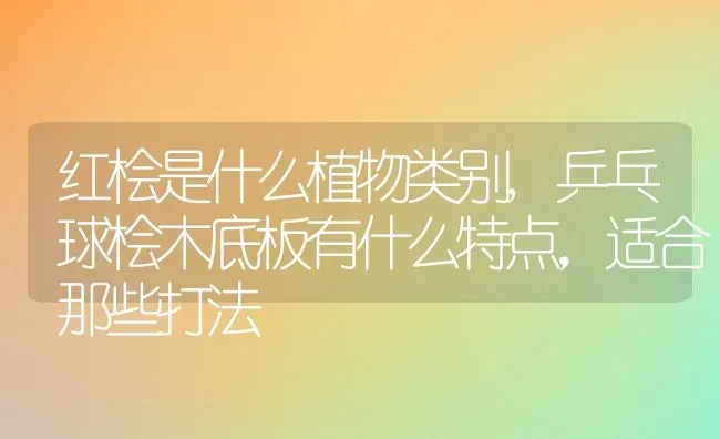 红桧是什么植物类别,乒乓球桧木底板有什么特点，适合那些打法 | 养殖学堂