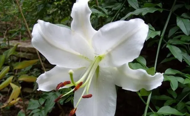 百合花苞不开花怎么办,百合花顶部切断不会再开花，有什么办法补救？