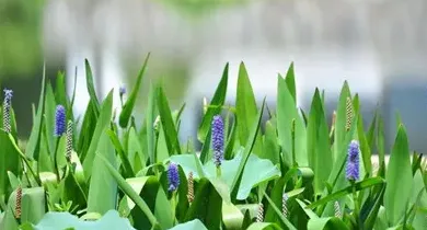麒麟掌的养殖方法和注意事项,割下来的麒麟掌怎么栽