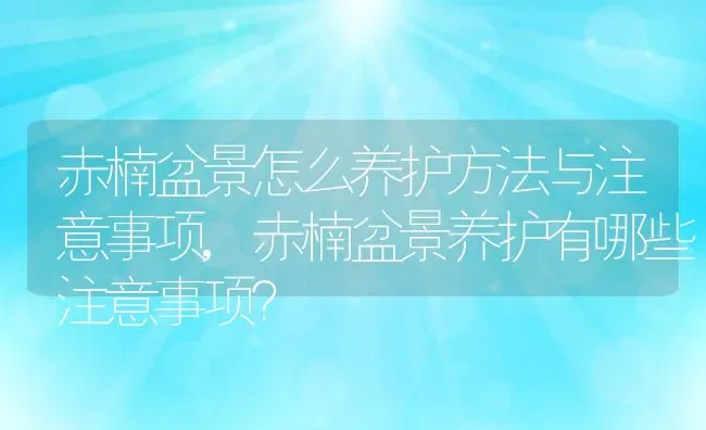 赤楠盆景怎么养护方法与注意事项,赤楠盆景养护有哪些注意事项？ | 养殖科普