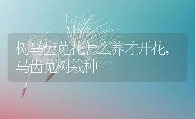 树马齿苋花怎么养才开花,马齿苋树栽种 | 养殖学堂