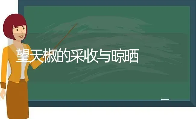 望天椒的采收与晾晒 | 养殖技术大全