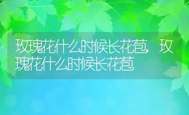 玫瑰花什么时候长花苞,玫瑰花什么时候长花苞 | 养殖科普