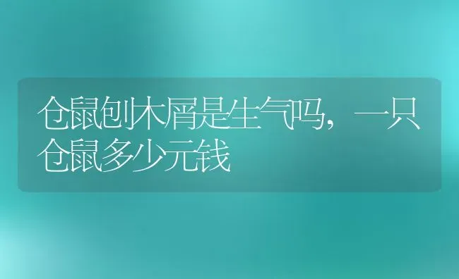 仓鼠刨木屑是生气吗,一只仓鼠多少元钱 | 养殖资料