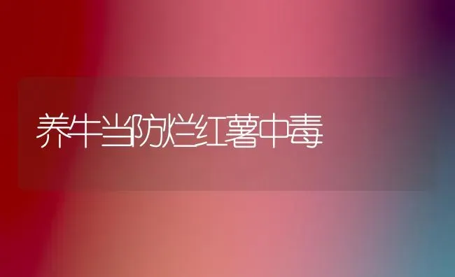 养牛当防烂红薯中毒 | 养殖知识