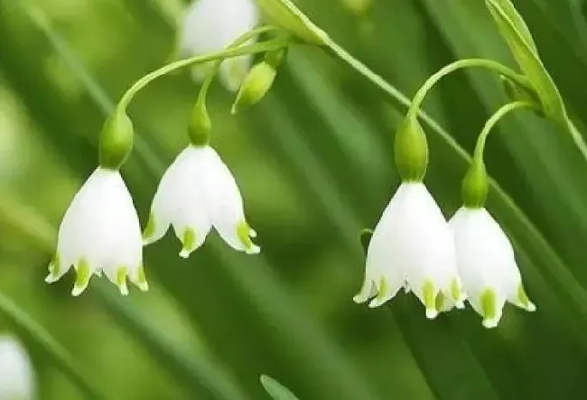 铃兰花怎么种植方法,铃兰花种植全过程？