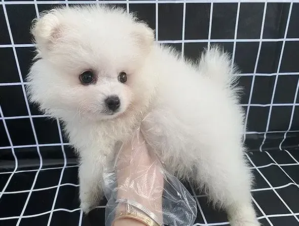 博美的智商相当于几岁,一岁的博美智商几岁？