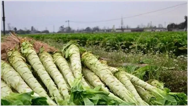 莴笋种植注意事项 | 农广天地