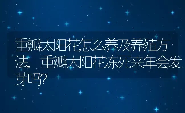 重瓣太阳花怎么养及养殖方法,重瓣太阳花冻死来年会发芽吗？ | 养殖学堂
