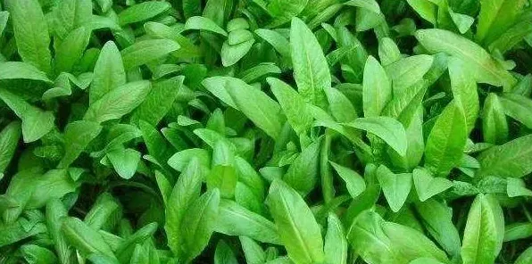 提高油麦菜产量的种植技巧有哪些？ | 常识大全