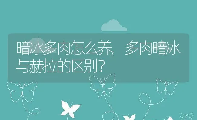 暗冰多肉怎么养,多肉暗冰与赫拉的区别？ | 养殖科普