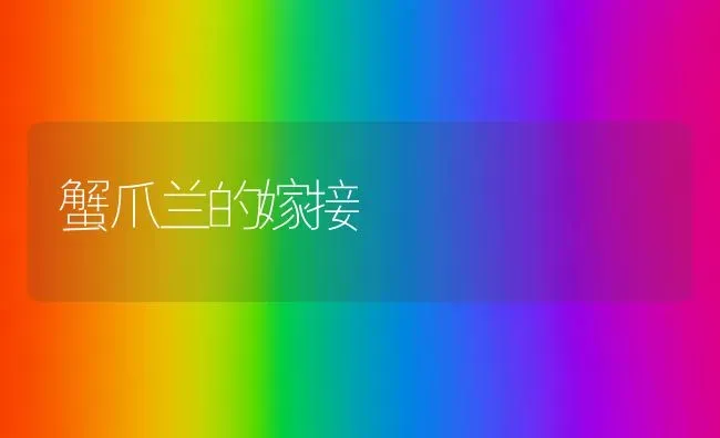 蟹爪兰的嫁接 | 养殖技术大全