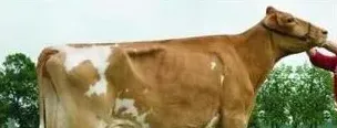 最好的奶牛品种推荐 | 农广天地