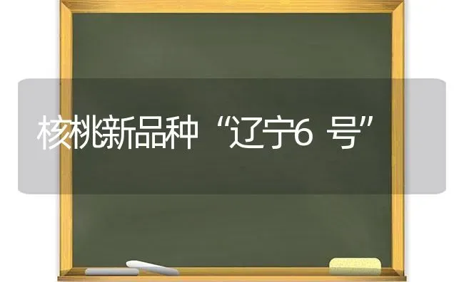 核桃新品种“辽宁6号” | 养殖知识