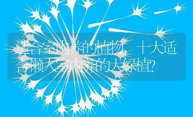 适合室内养的植物,十大适合懒人室内养的大绿植？ | 养殖科普