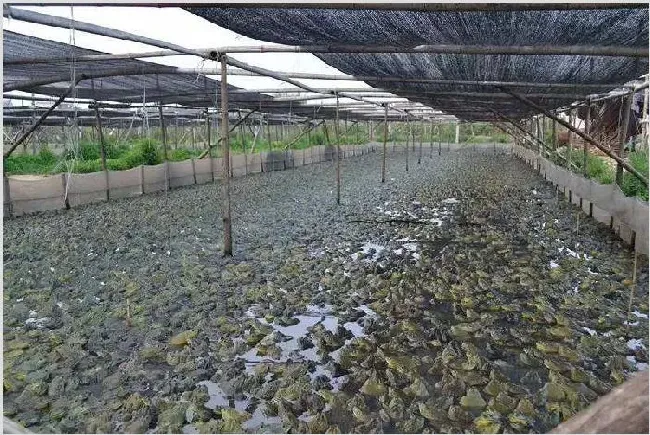 牛蛙的寄生虫多吗 | 实用知识