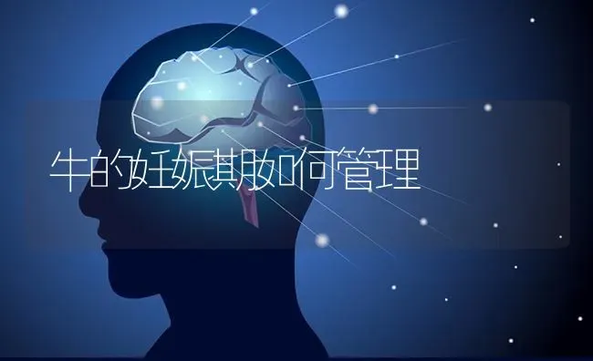 牛的妊娠期如何管理 | 养殖技术大全