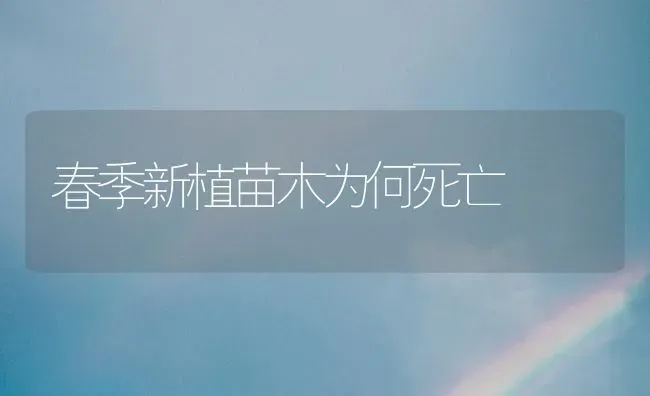春季新植苗木为何死亡 | 养殖技术大全