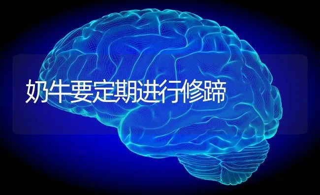 奶牛要定期进行修蹄 | 养殖知识