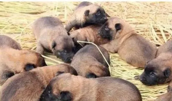 肉狗苗多少钱一只 | 妙招大全