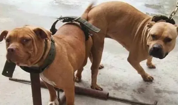 肉狗好养吗 养肉狗前要注意这些 | 生活妙招