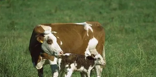 肉牛常见的产科病及防治措施 | 妙招大全