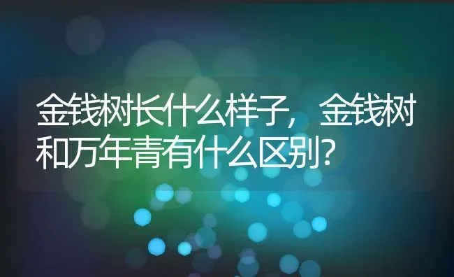 金钱树长什么样子,金钱树和万年青有什么区别？ | 养殖科普