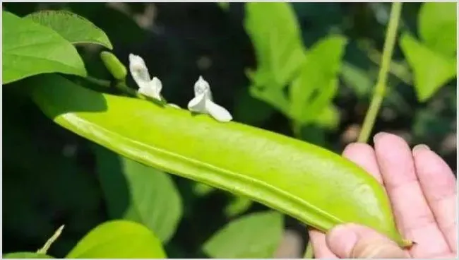 刀豆落花落荚原因及预防措施 | 常识大全